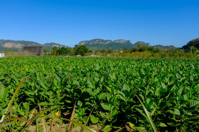 MS-20160218-00876 Plantação e cultivo de tabaco na região de Viñales.
