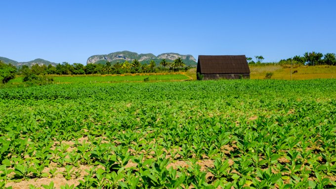 MS-20160218-00883 Plantação e cultivo de tabaco na região de Viñales.