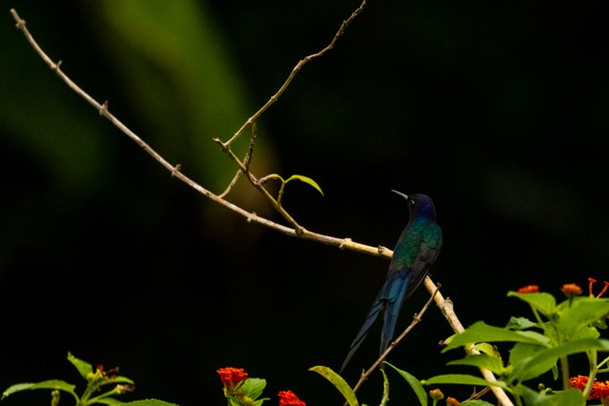 _P2A0912 Beija-flor-tesoura
