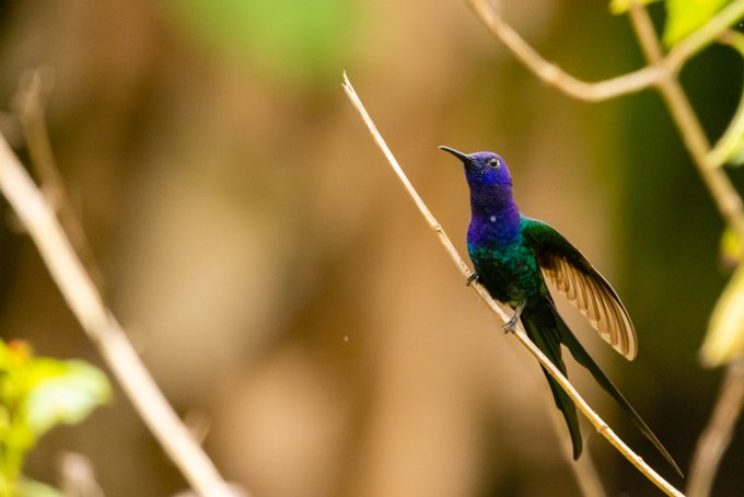 _P2A1450 Beija-flor-tesoura