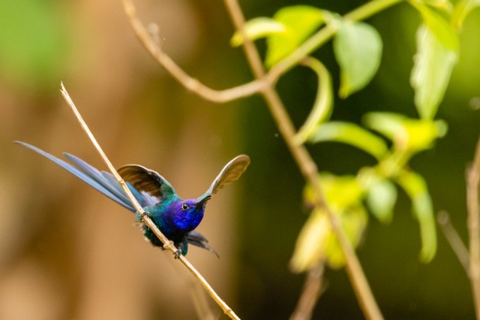 _P2A1456 Beija-flor-tesoura