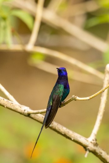 _P2A2230 Beija-flor-tesoura