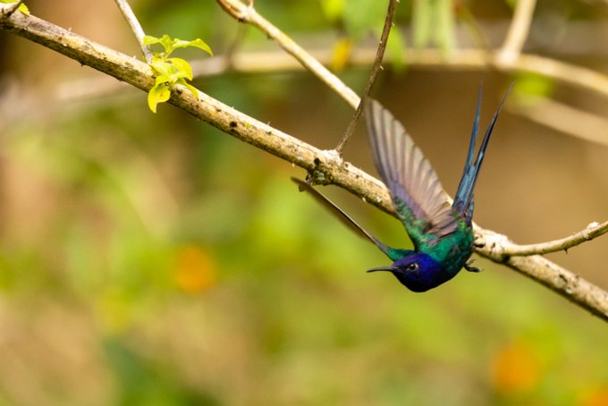 _P2A2231 Beija-flor-tesoura
