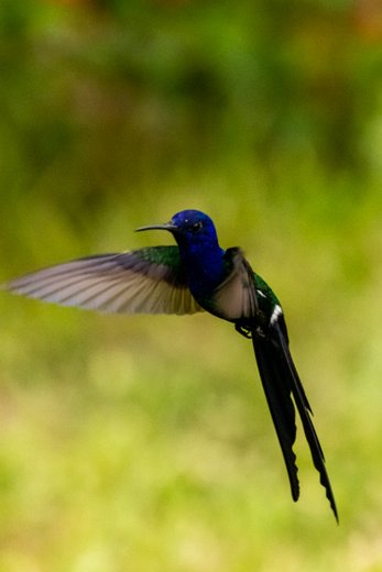 _P2A3423 Beija-flor-tesoura