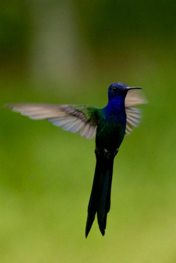 _P2A3539 Beija-flor-tesoura